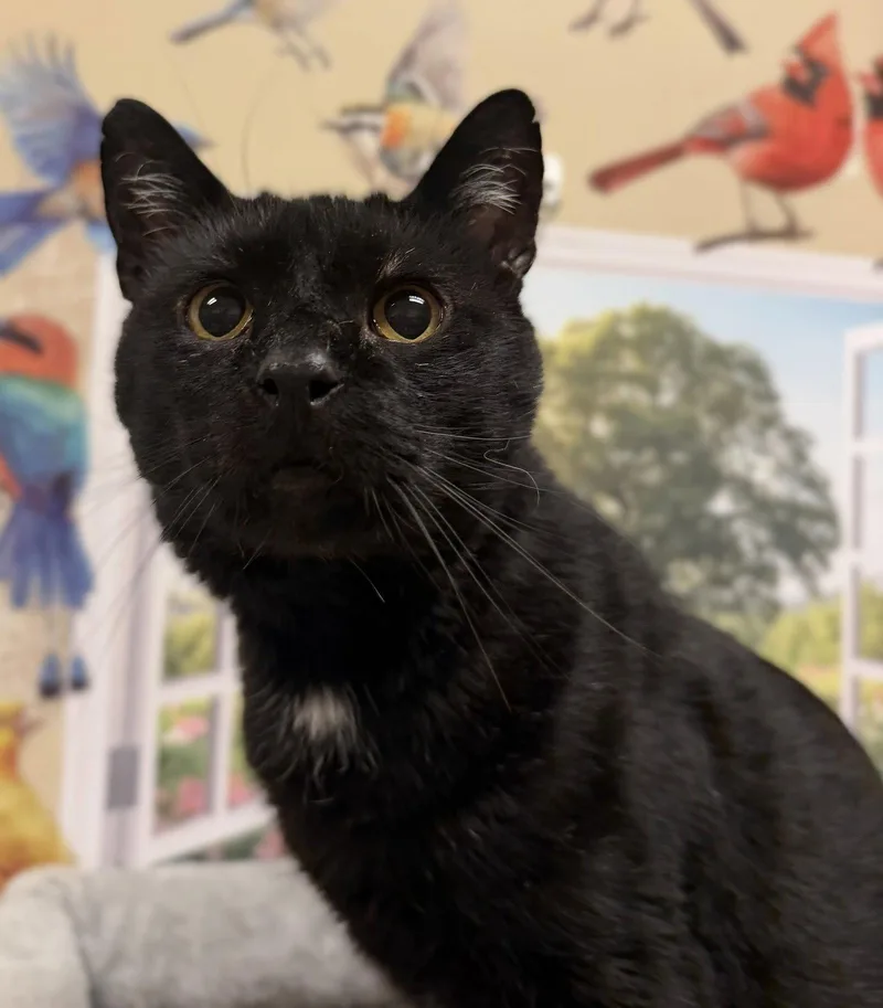 An adult medium-sized male Black Domestic Short Hair cat named Bob for adoption in Herndon, VA