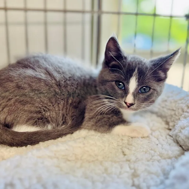A baby small-sized male Gray / Blue / Silver Domestic Short Hair cat named Boxcar for adoption in Lebanon, MO