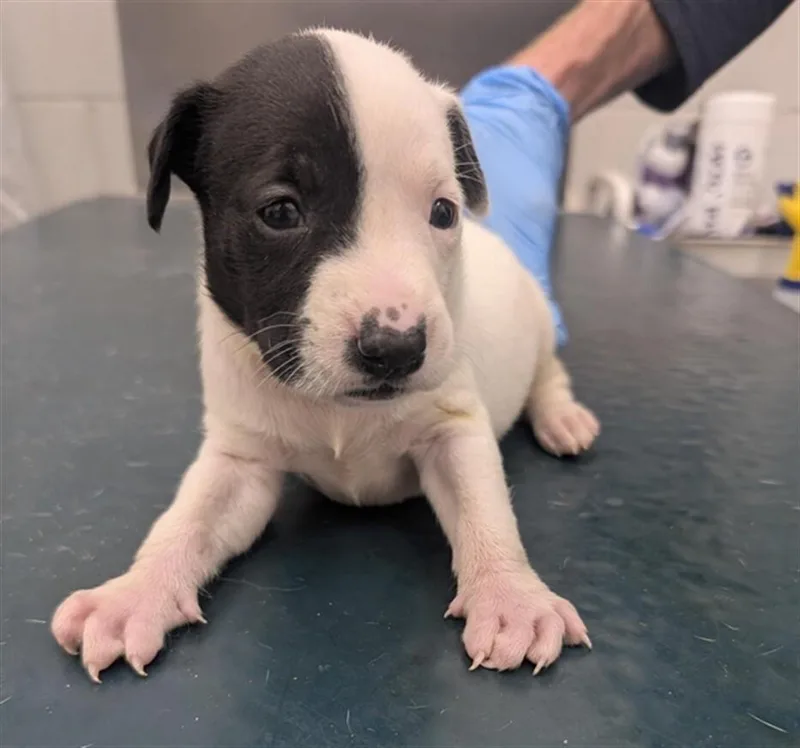 A young medium-sized male White / Cream Pit Bull Terrier dog named Mellow for adoption in Mobile, AL