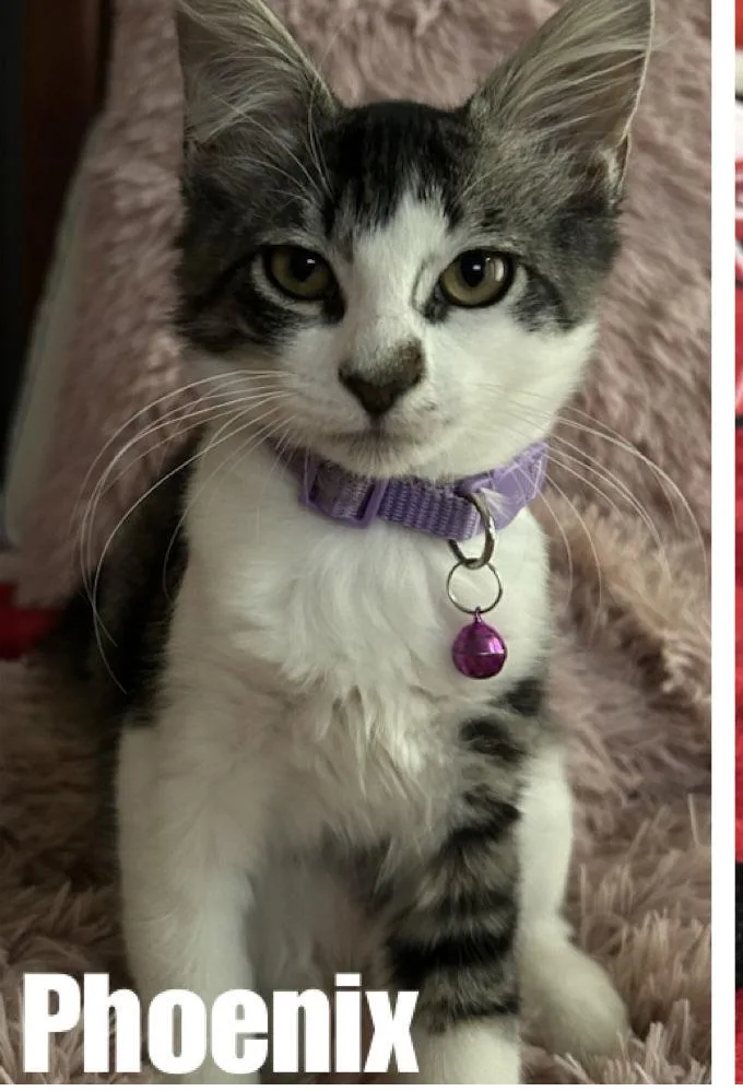A baby medium-sized female Tabby cat named Phoenix for adoption in MONTGOMERY, TX