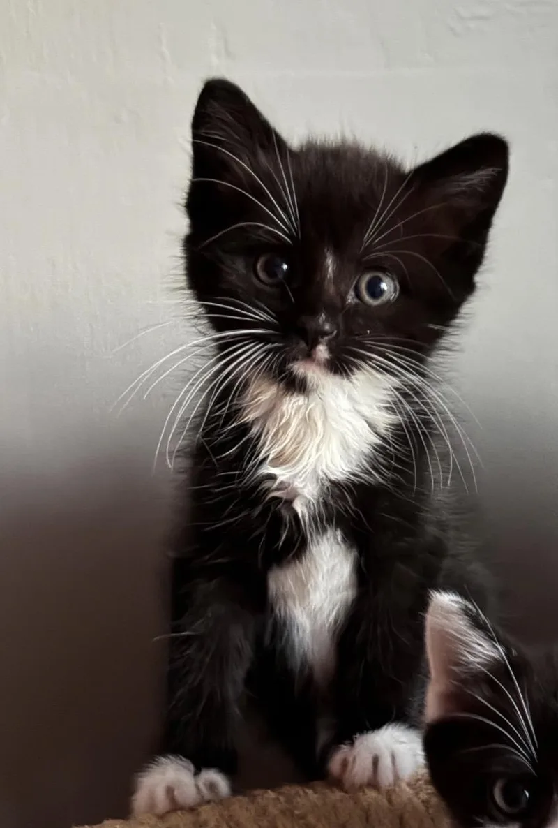 A baby small-sized male Black & White / Tuxedo Domestic Short Hair cat named Mel for adoption in Spotswood, NJ