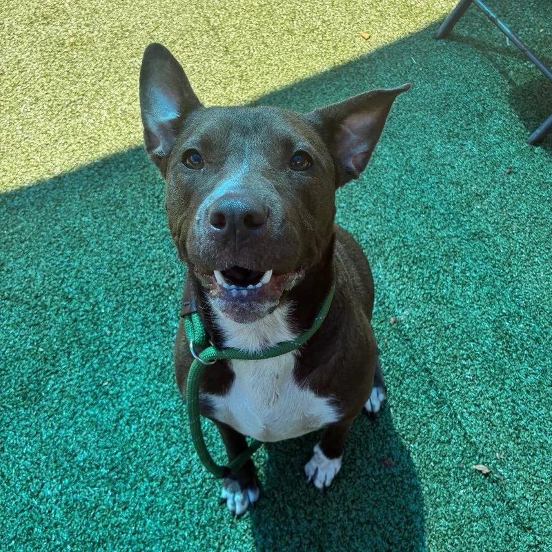 An adult medium-sized female Brown / Chocolate Pit Bull Terrier dog named Effie for adoption in Greensboro, NC