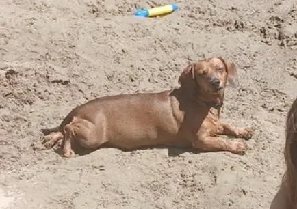 Weenie