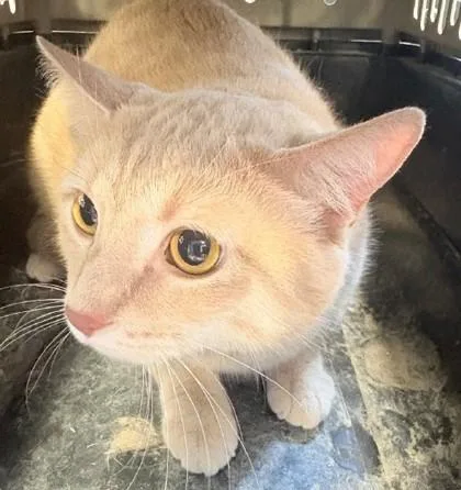 An adult small-sized male Domestic Short Hair cat named Binx for adoption in Madison, NJ