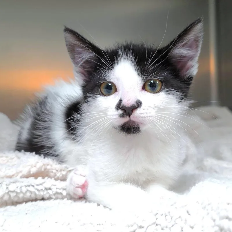 A baby small-sized female White Domestic Short Hair cat named Dottie for adoption in Michigan City, IN