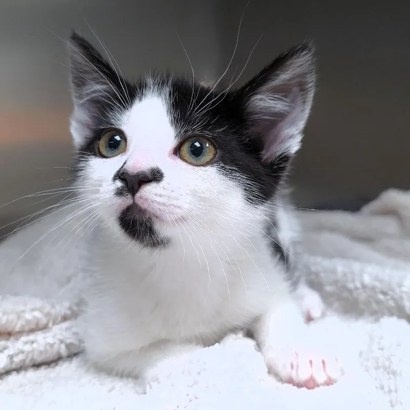 Dottie thumbnail 2
