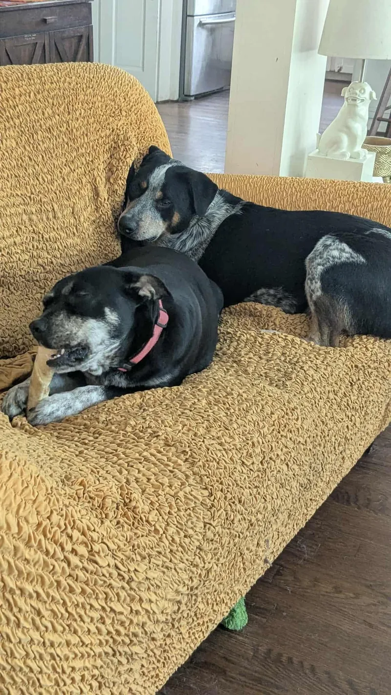 Glow : Shy And thumbnail 4