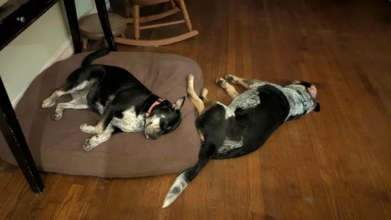 Glow : Shy And thumbnail 5