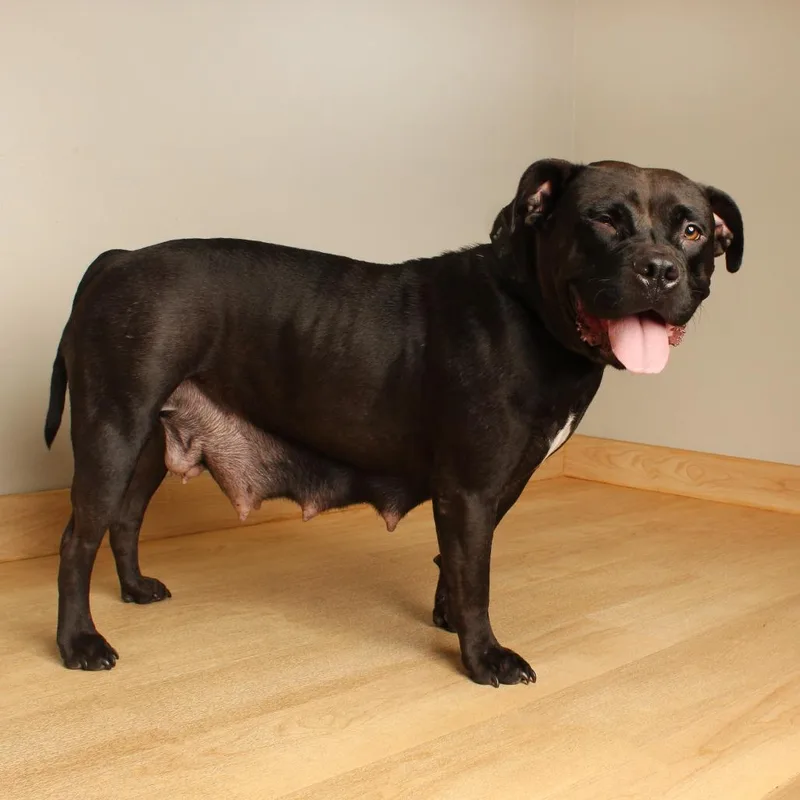 An adult large-sized female Brown / Chocolate Pit Bull Terrier dog named Splendor D for adoption in Minnetonka, MN