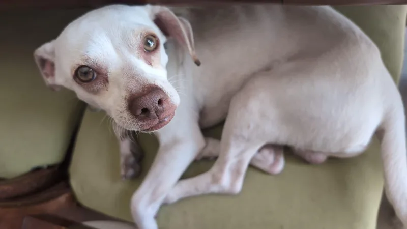 A young small-sized male Chihuahua dog named Tofu for adoption in Manvel, TX