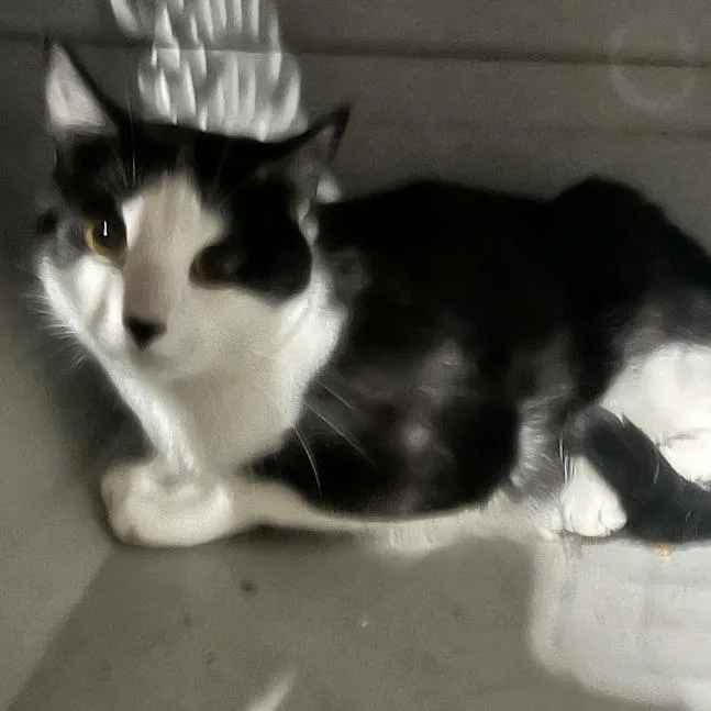 An adult small-sized female Black Domestic Short Hair cat named Sylvia for adoption in Sioux Falls, SD
