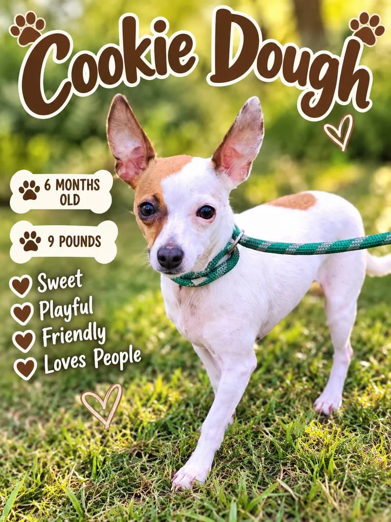 A baby small-sized male Chihuahua dog named Cookie Dough for adoption in Fort Worth, TX