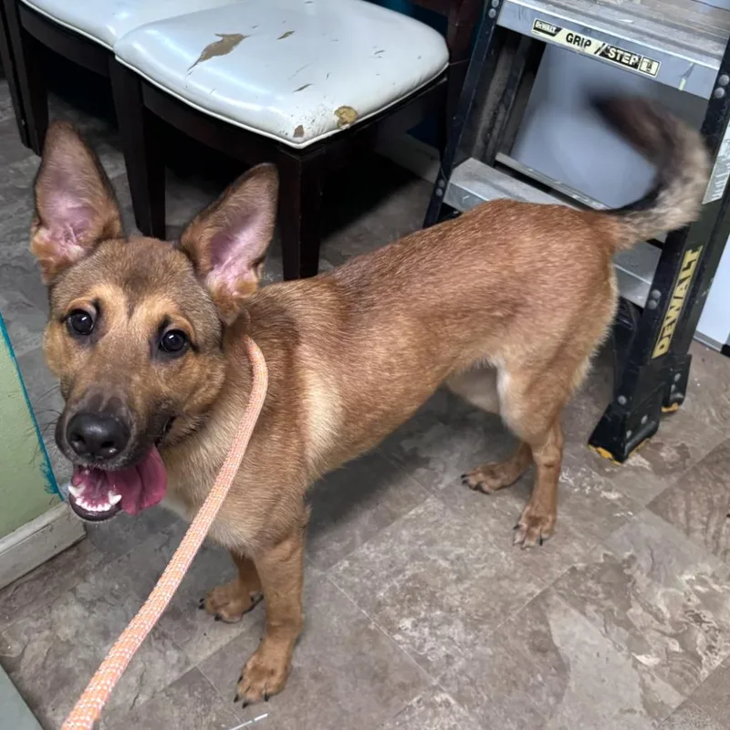 A young medium-sized male Brown / Chocolate Belgian Shepherd / Sheepdog dog named Lee for adoption in Floresville, TX
