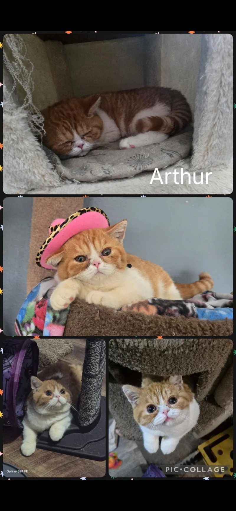 A baby small-sized male British Shorthair cat named Arthur for adoption in Newberg, OR