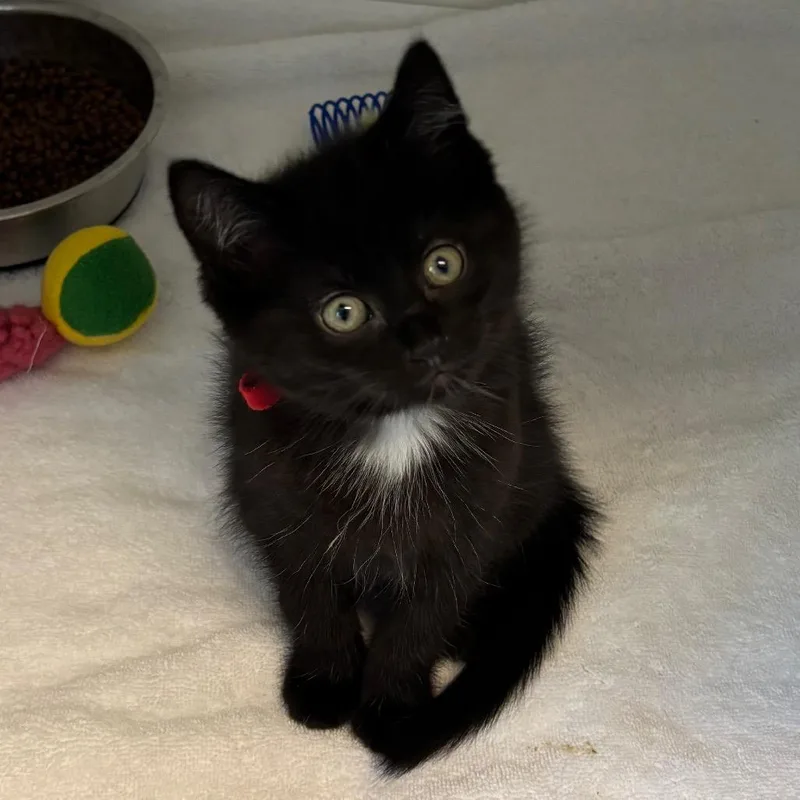 A baby small-sized female Black Domestic Short Hair cat named Pepper for adoption in Naperville, IL