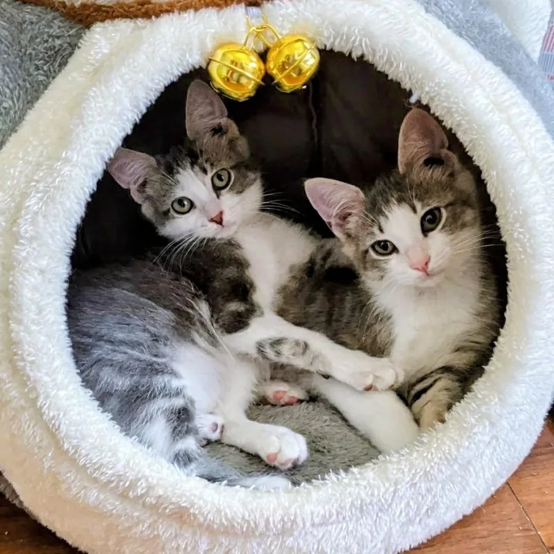 A baby medium-sized male Gray & White Domestic Short Hair cat named Kyle Bonded with Kyla for adoption in West Jefferson, OH