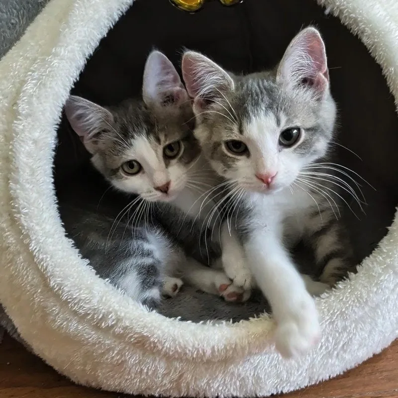 Kyle Bonded with Kyla thumbnail 6
