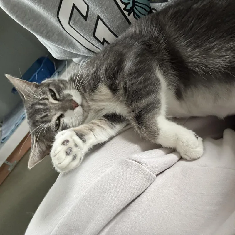 A young medium-sized female Gray / Blue / Silver Domestic Short Hair cat named Hope for adoption in Ashland, MA