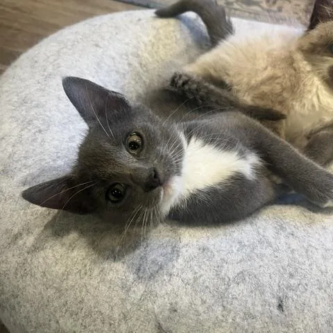 A baby medium-sized male Gray & White Domestic Short Hair cat named Leon for adoption in Rochester, MA
