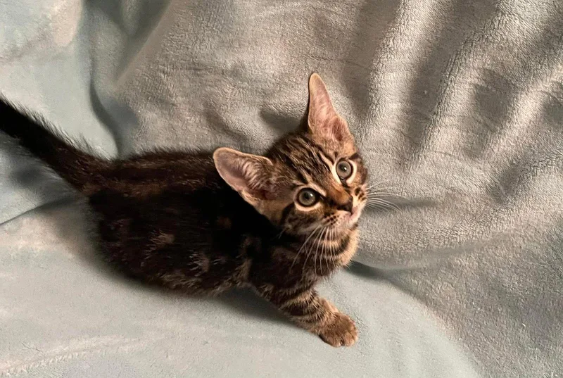 A baby large-sized male Domestic Short Hair cat named Fudge for adoption in Oakboro , NC