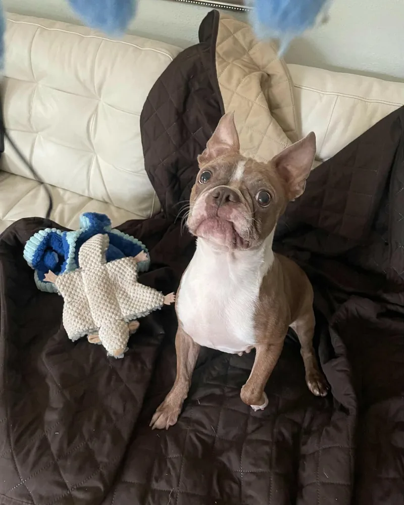 An adult small-sized female Boston Terrier dog named Twix for adoption in Waukesha, WI