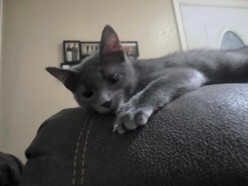 A baby medium-sized male Russian Blue cat named Everest for adoption in Miami, OK