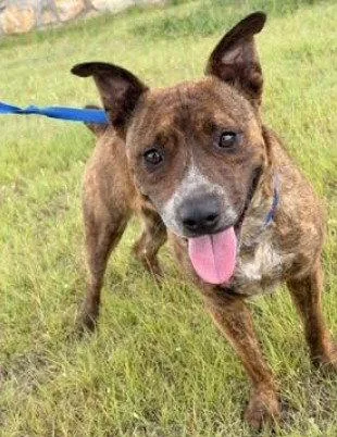 An adult medium-sized female Cattle Dog dog named Reina for adoption in San Diego, CA