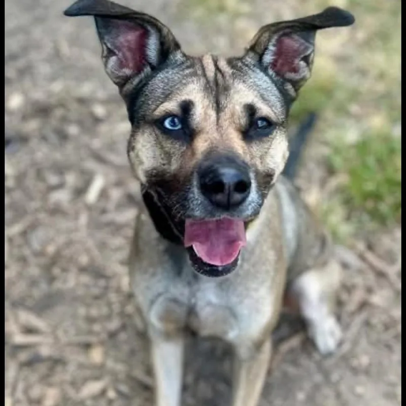 An adult medium-sized female Bicolor German Shepherd Dog dog named Sunflower for adoption in CUMMING, GA