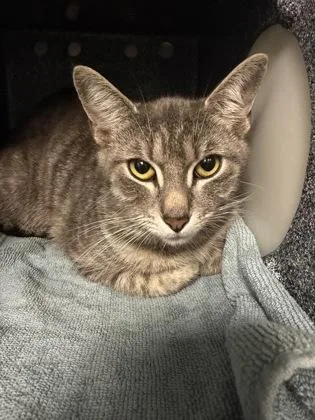 A young small-sized female Domestic Short Hair cat named Isabelle for adoption in Daytona Beach, FL