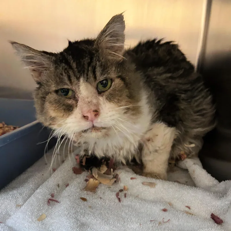 A senior medium-sized male Domestic Medium Hair cat named Herbert for adoption in Lindon, UT