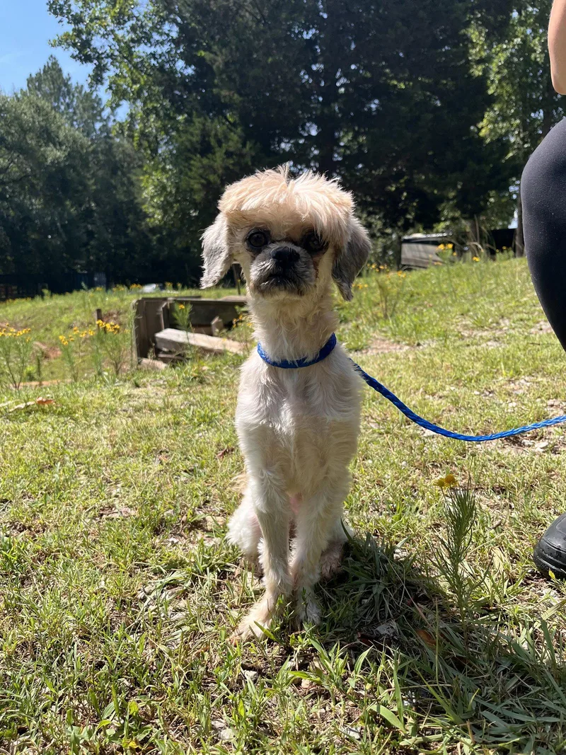 A senior small-sized female Shih Tzu dog named Bennie May for adoption in Pacolet, SC