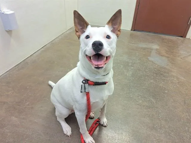 An adult large-sized female Pit Bull Terrier dog named Ginny for adoption in Phoenix, AZ