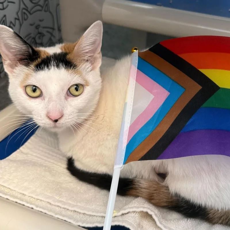 A young medium-sized female White Domestic Short Hair cat named Shilo for adoption in Chicago, IL