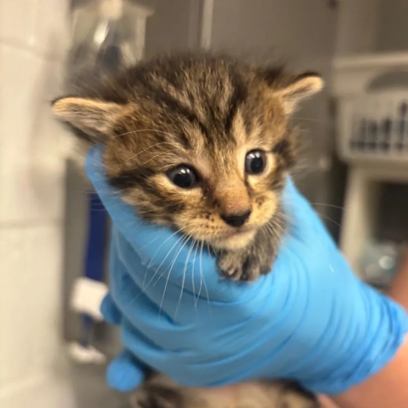 A baby small-sized male Domestic Short Hair cat named Brisket for adoption in Birdsboro, PA