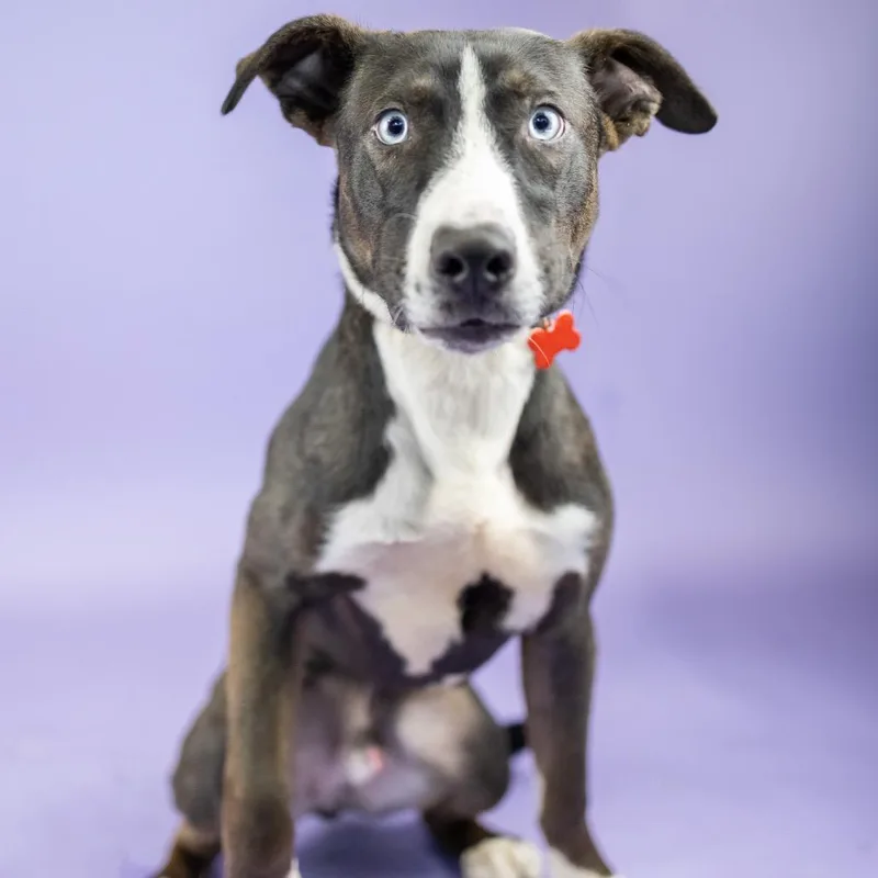 An adult medium-sized male Black Mixed Breed dog named Andy for adoption in Portland, OR