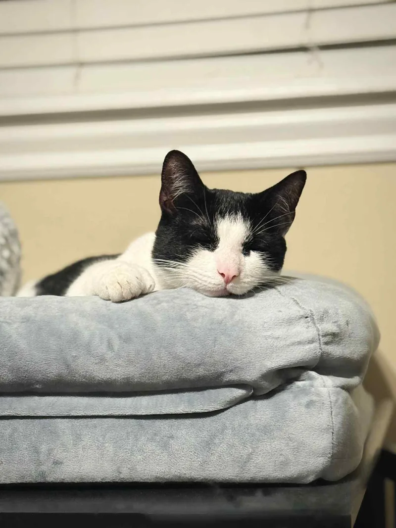 Or Group Harley [litter