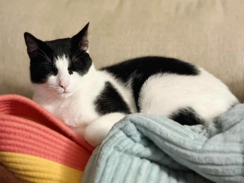 Or Group Harley [litter thumbnail 3