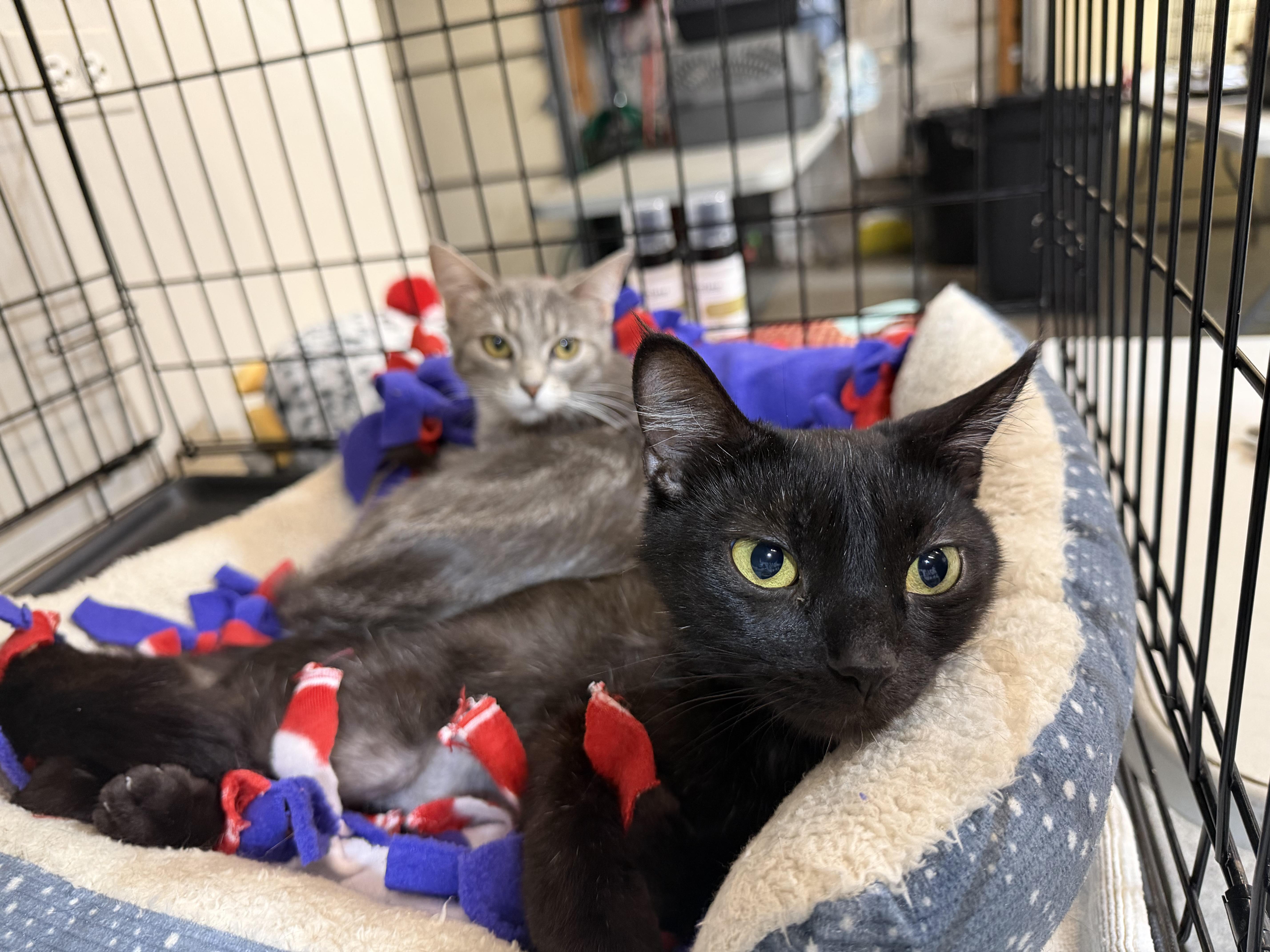An adult medium-sized male Black Domestic Short Hair cat named Pinky for adoption in Plainfield, IL