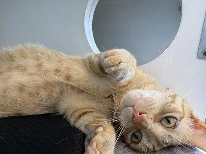 A young medium-sized male Orange / Red Domestic Short Hair cat named Cleo for adoption in Kansas City, MO