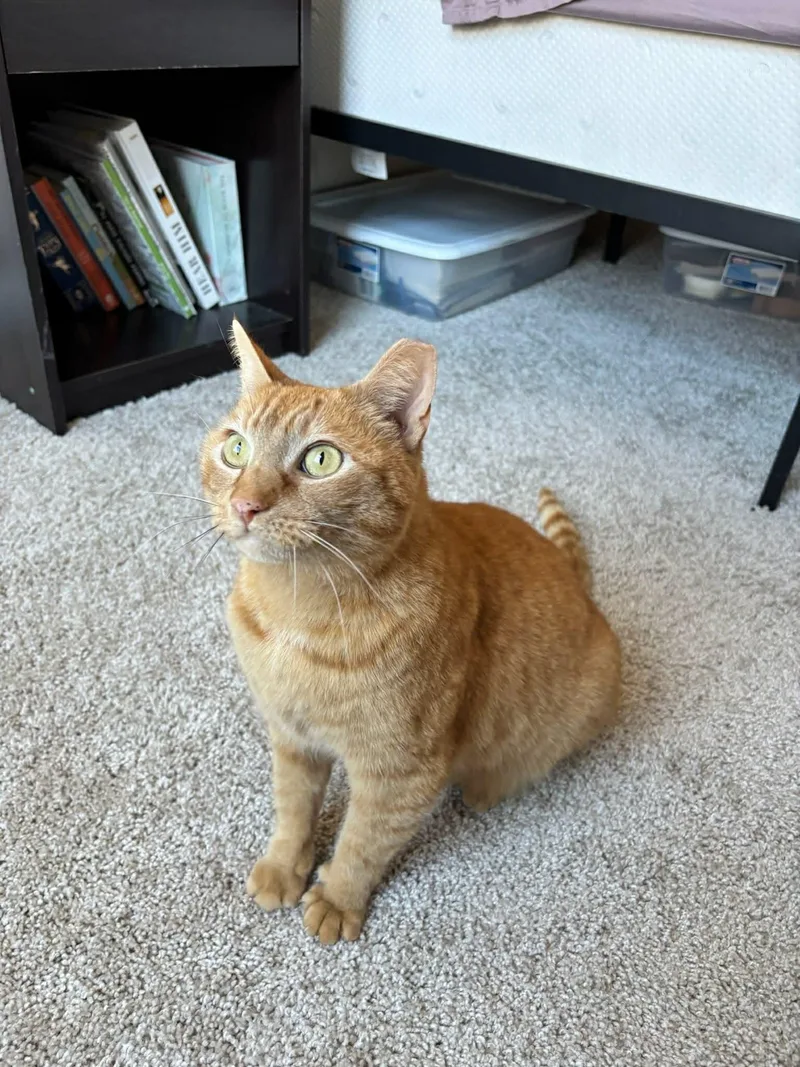 Mustard Jonkers thumbnail 2