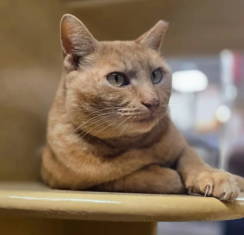 Mustard Jonkers thumbnail 3