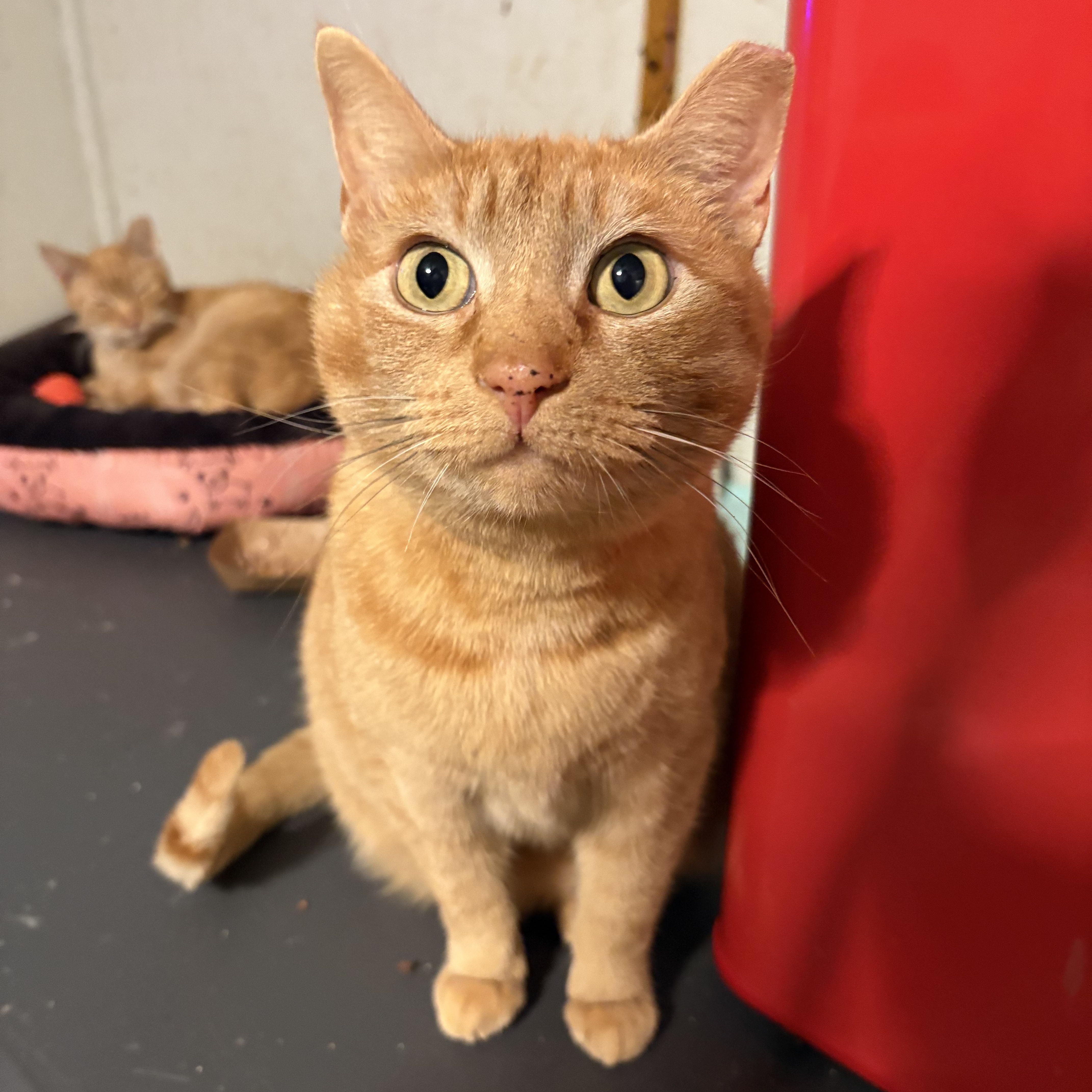 Mustard Jonkers thumbnail 4