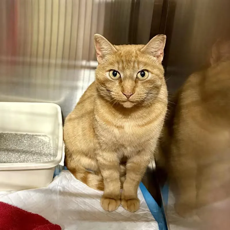 Mustard Jonkers thumbnail 5