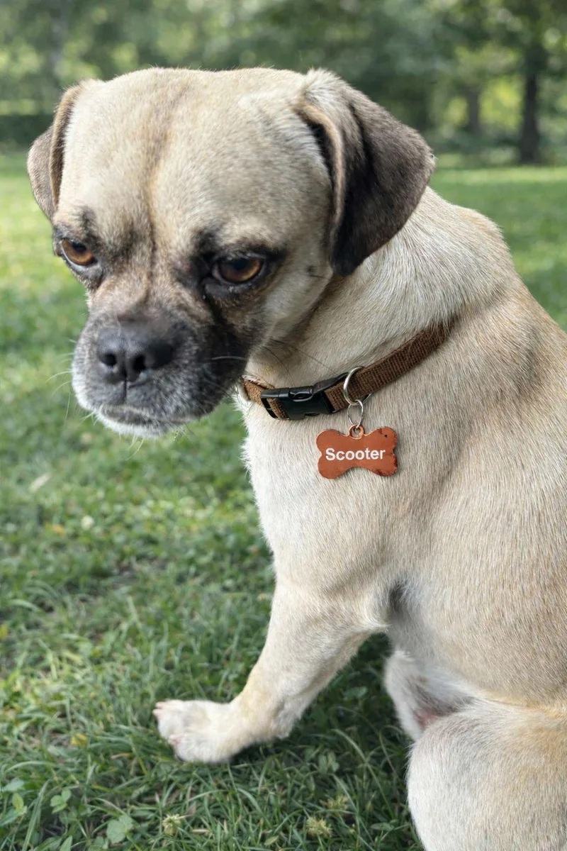 An adult small-sized male Yellow / Tan / Blond / Fawn Pug dog named Scooter for adoption in Grand Prairie, TX