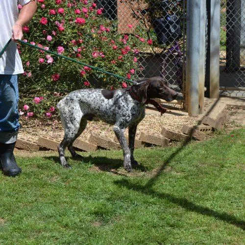 An adult medium-sized male German Shorthaired Pointer dog named Sammy for adoption in Jackson, LA