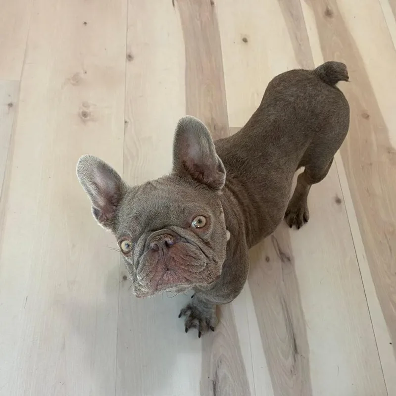 Bella
