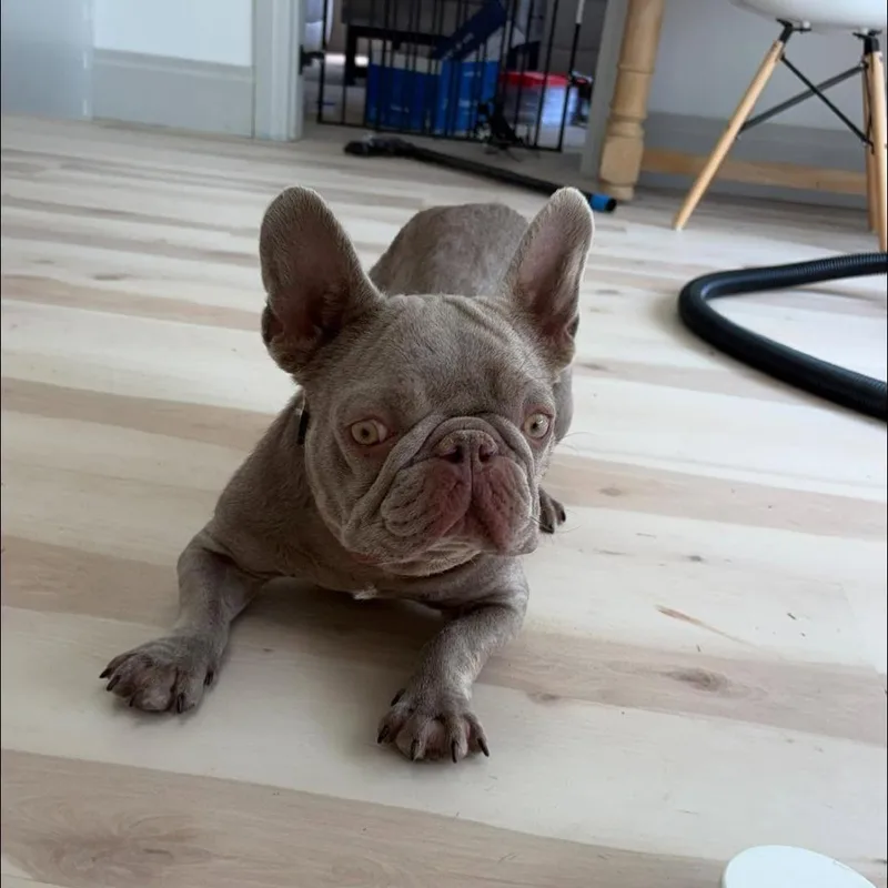 Bella thumbnail 3