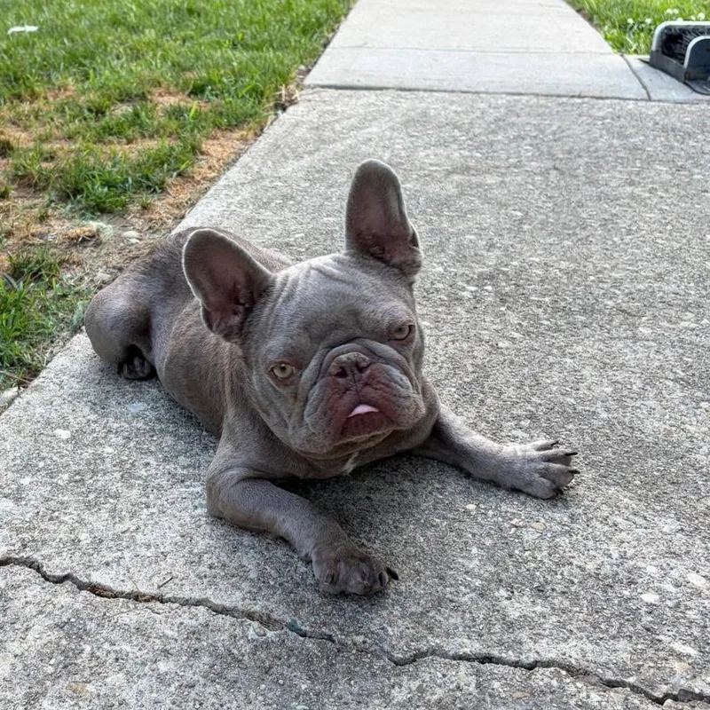 Bella thumbnail 4