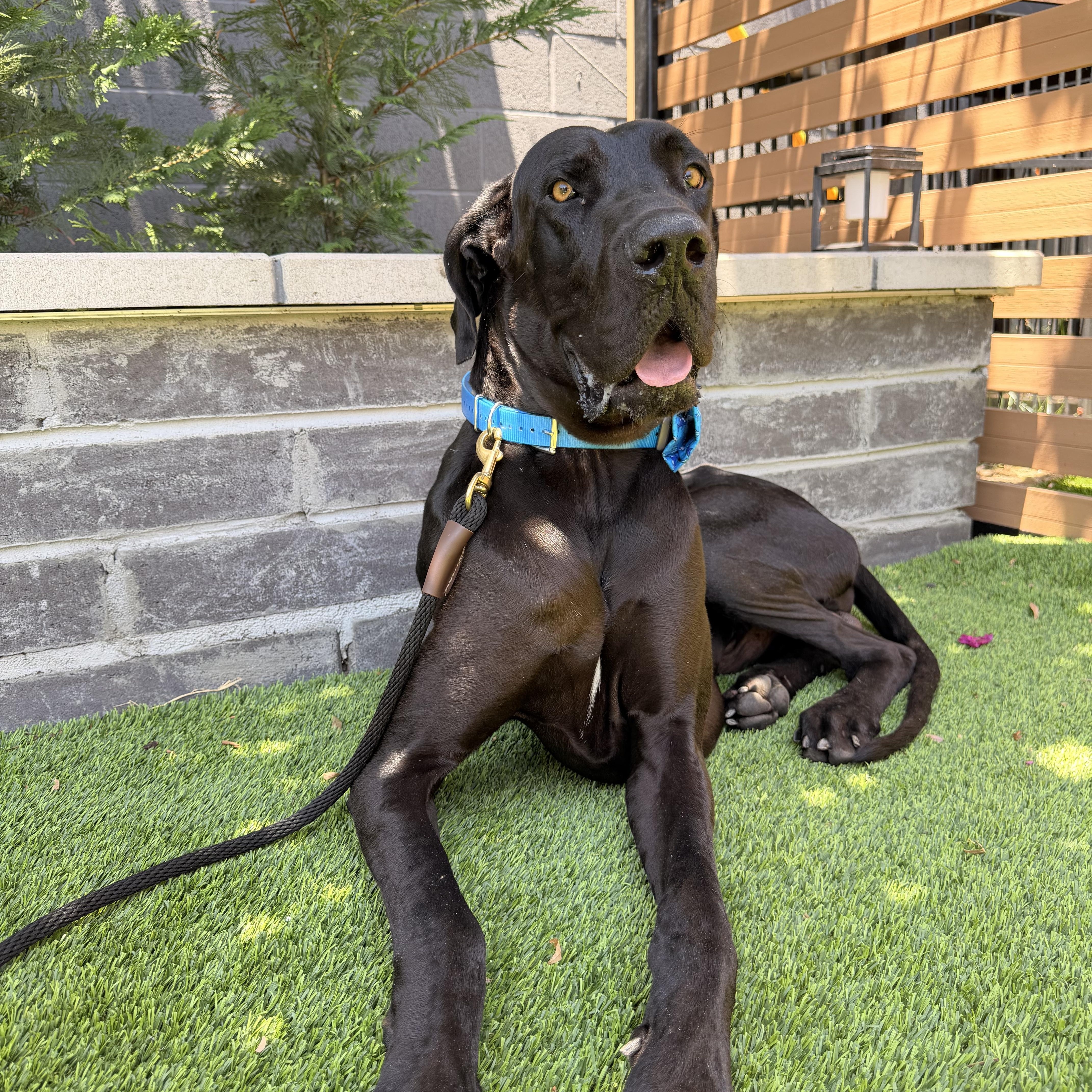 A young extra large-sized male Black Great Dane dog named Gatsby for adoption in Long Beach, CA