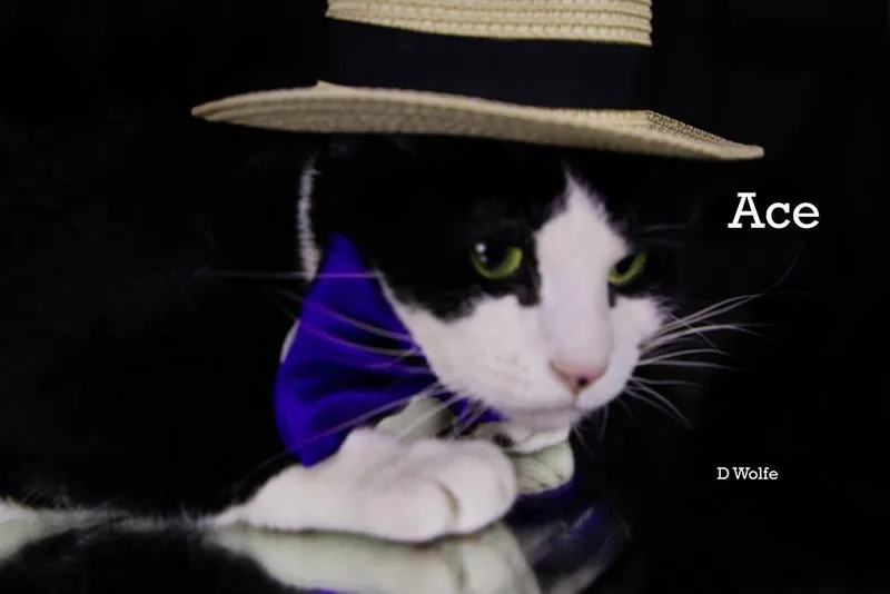 An adult large-sized male Black & White / Tuxedo Tuxedo cat named Ace for adoption in York, NE